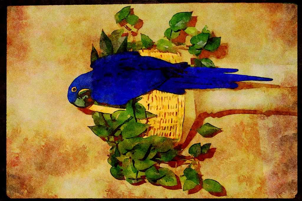Wild Birds 008006 Blue Parrot On Basket A4 Limited Edition Watercolour Print