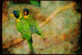 Wild Birds 008009 Blue headed Green Parrots A4 Limited Edition Watercolour Print