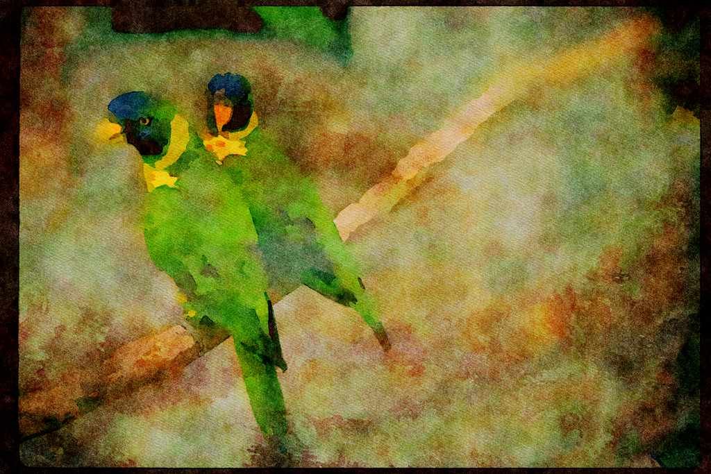 Wild Birds 008009 Blue headed Green Parrots A4 Limited Edition Watercolour Print