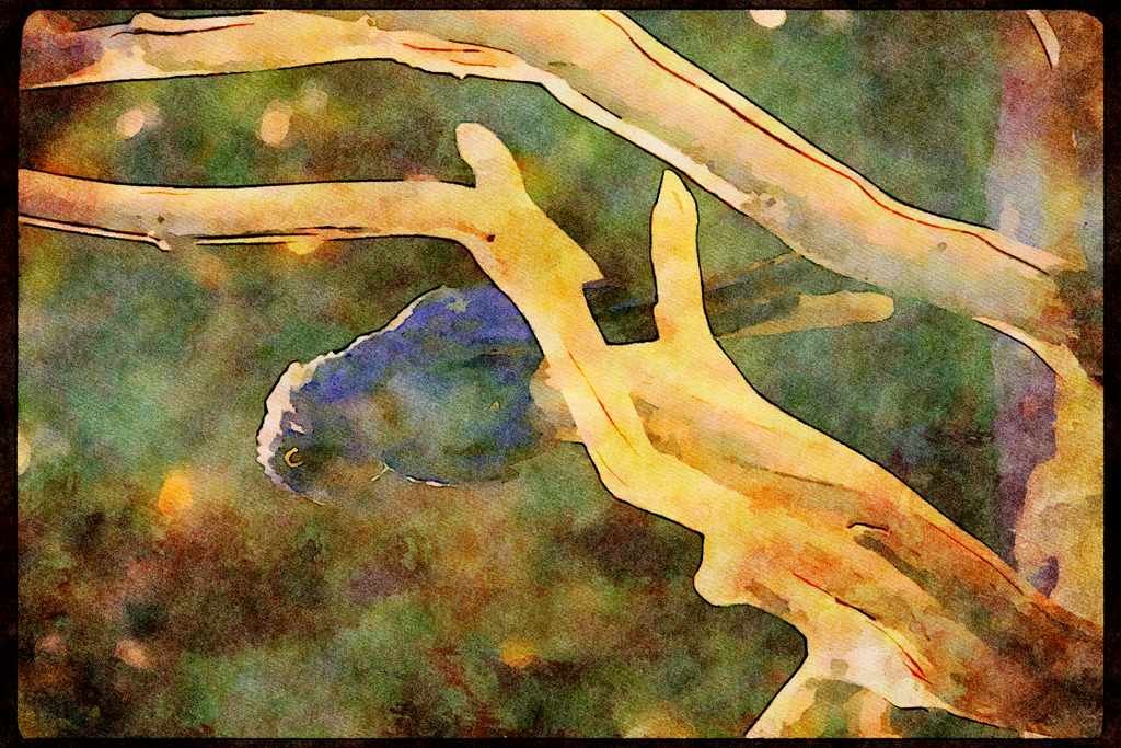 Wild Birds 008010 Blue Parrot On Limb A4 Limited Edition Watercolour Print