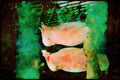 Wild Birds 008011 Two Pink And White Cockatoos A4 Limited Edition Watercolour Print