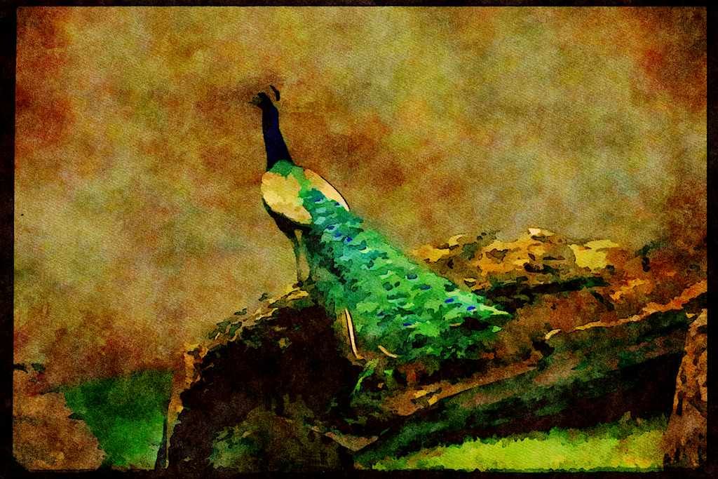 Wild Birds 008013 Peacock On Log A4 Limited Edition Watercolour Print