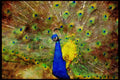 Wild Birds 008014 Peacock Display Close Up A4 Limited Edition Watercolour Print