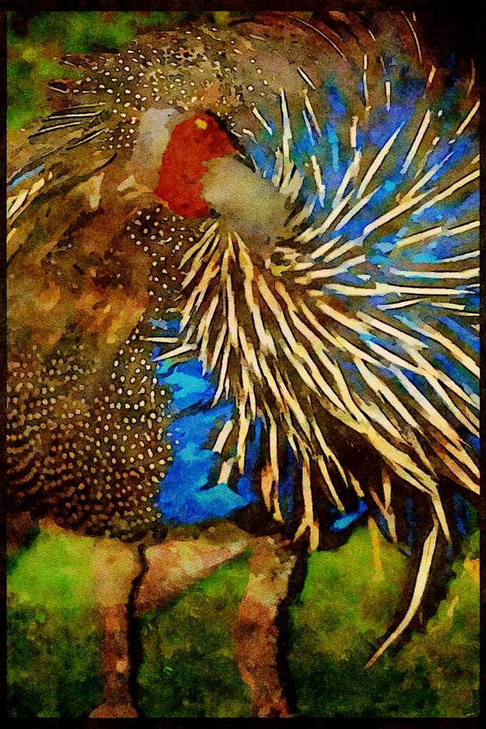 Wild Birds 008015 Guinea Fowl Close Up A4 Limited Edition Watercolour Print