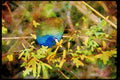 Wild Birds 008016 Purple Gallinule A4 Limited Edition Watercolour Print
