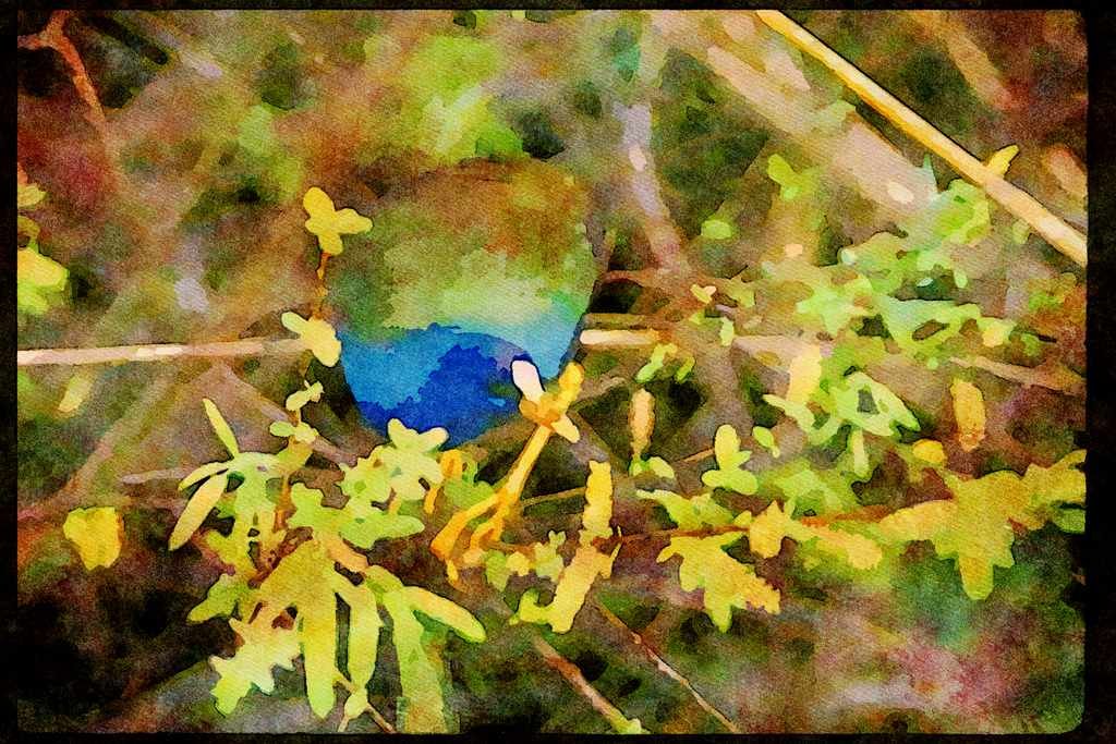 Wild Birds 008016 Purple Gallinule A4 Limited Edition Watercolour Print