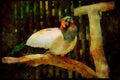 Wild Birds 008017 Large White And Black Bird With Wattle A4 Limited Edition Watercolour Print
