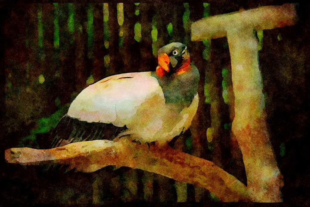 Wild Birds 008017 Large White And Black Bird With Wattle A4 Limited Edition Watercolour Print