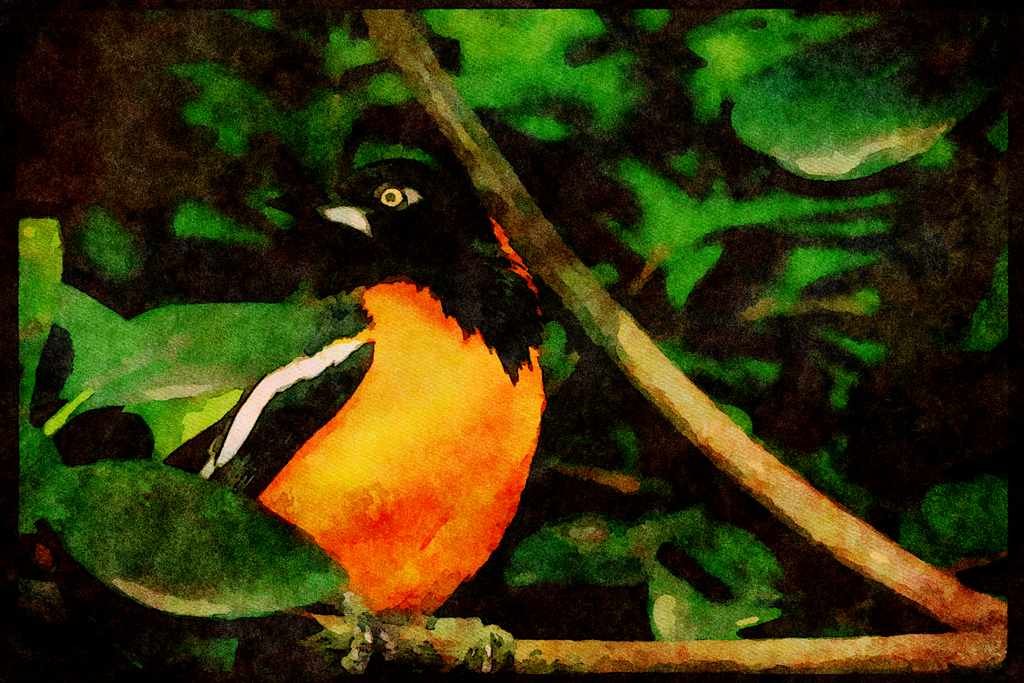 Wild Birds 008018 Orange And Black Troupial A4 Limited Edition Watercolour Print