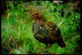 Wild Birds 008019 Wild Turkey Chick A4 Limited Edition Watercolour Print