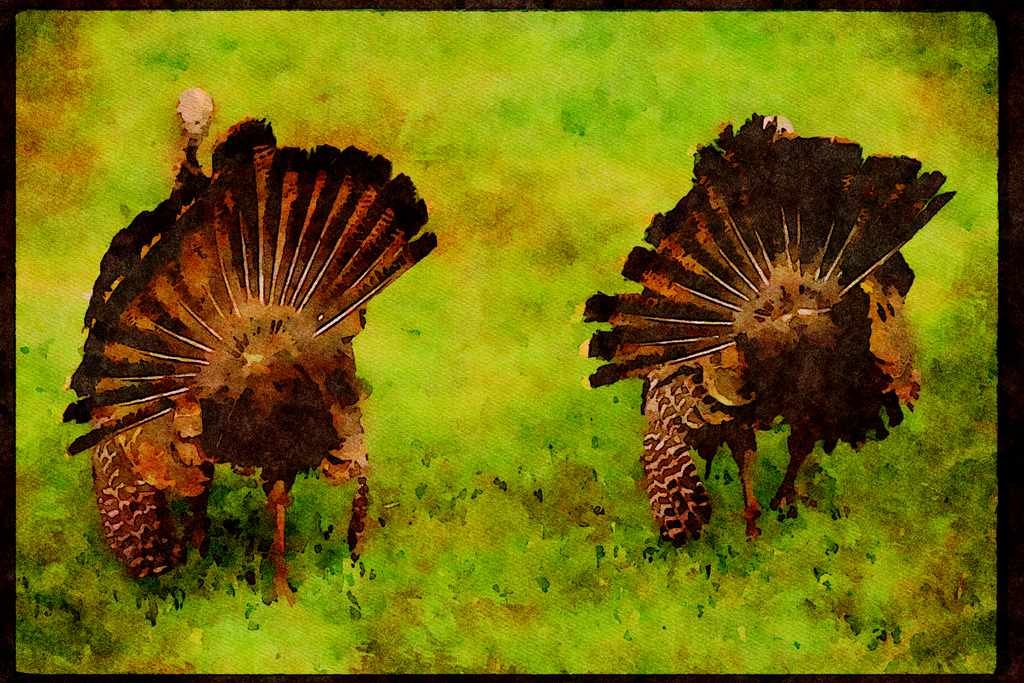Wild Birds 008020 Two Turkeys Displaying, Rear View A4 Limited Edition Watercolour Print