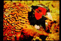 Wild Birds 008021 Pheasant Head A4 Limited Edition Watercolour Print