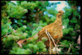 Wild Birds 008022 Hen Pheasant A4 Limited Edition Watercolour Print