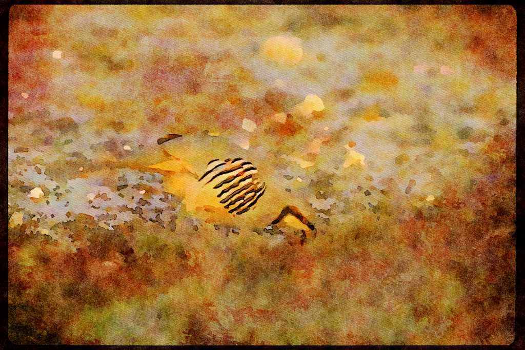 Wild Birds 008023 Chukar A4 Limited Edition Watercolour Print