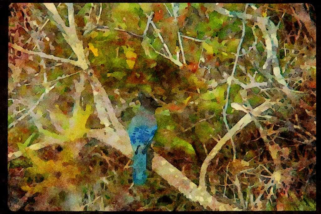 Wild Birds 008024 Stellar's Jay On Branch A4 Limited Edition Watercolour Print