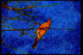 Wild Birds 008025 Robin On Branch Eating Berry A4 Limited Edition Watercolour Print