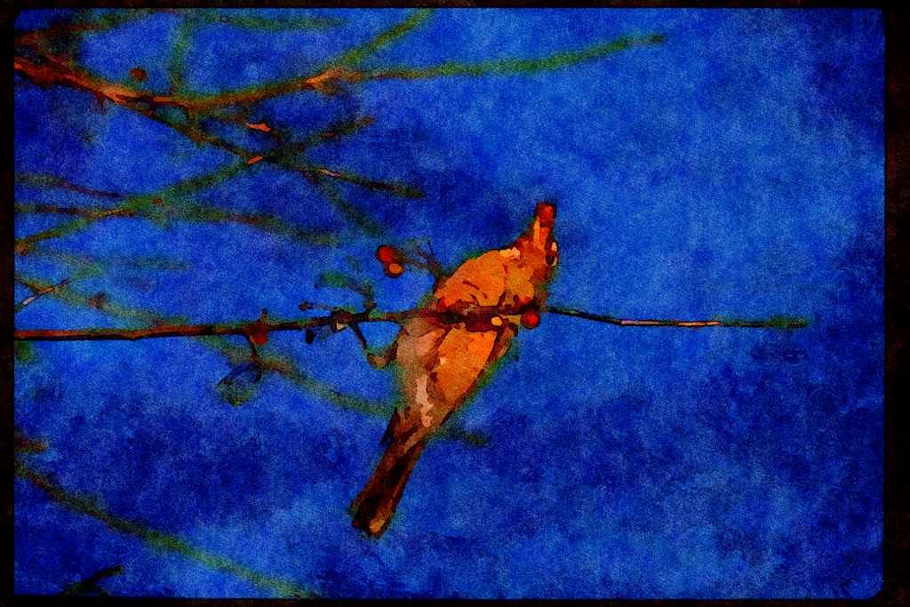 Wild Birds 008025 Robin On Branch Eating Berry A4 Limited Edition Watercolour Print