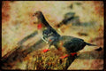 Wild Birds 008027 Pair Of Pigeons A4 Limited Edition Watercolour Print