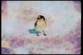 Wild Birds 008029 Snow Bunting On Snow A4 Limited Edition Watercolour Print
