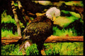 Wild Birds 008030 Bald Eagle Preening A4 Limited Edition Watercolour Print