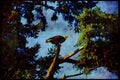 Wild Birds 008031 Bald Eagle In Tree A4 Limited Edition Watercolour Print