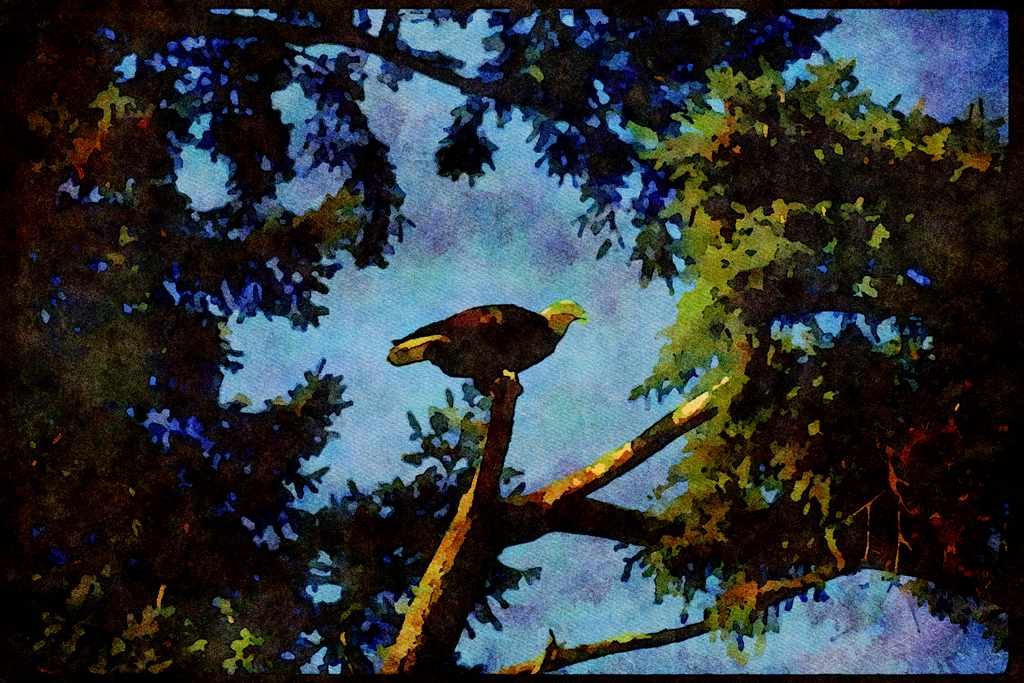 Wild Birds 008031 Bald Eagle In Tree A4 Limited Edition Watercolour Print