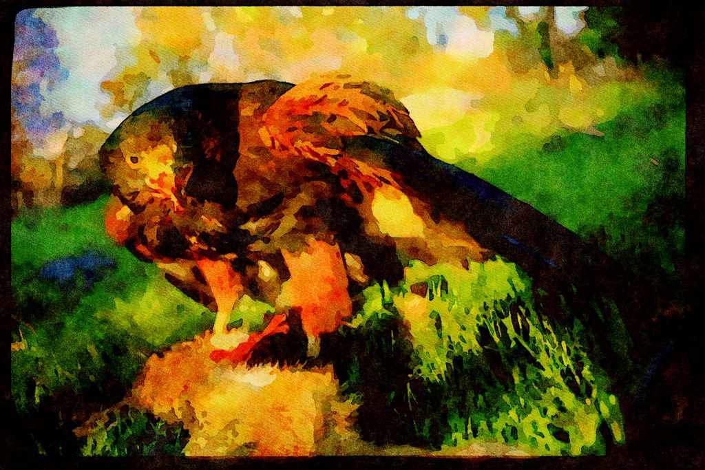 Wild Birds 008032 Harris Hawk Eating Rabbit A4 Limited Edition Watercolour Print