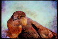 Wild Birds 008033 Cooper's Hawk A4 Limited Edition Watercolour Print