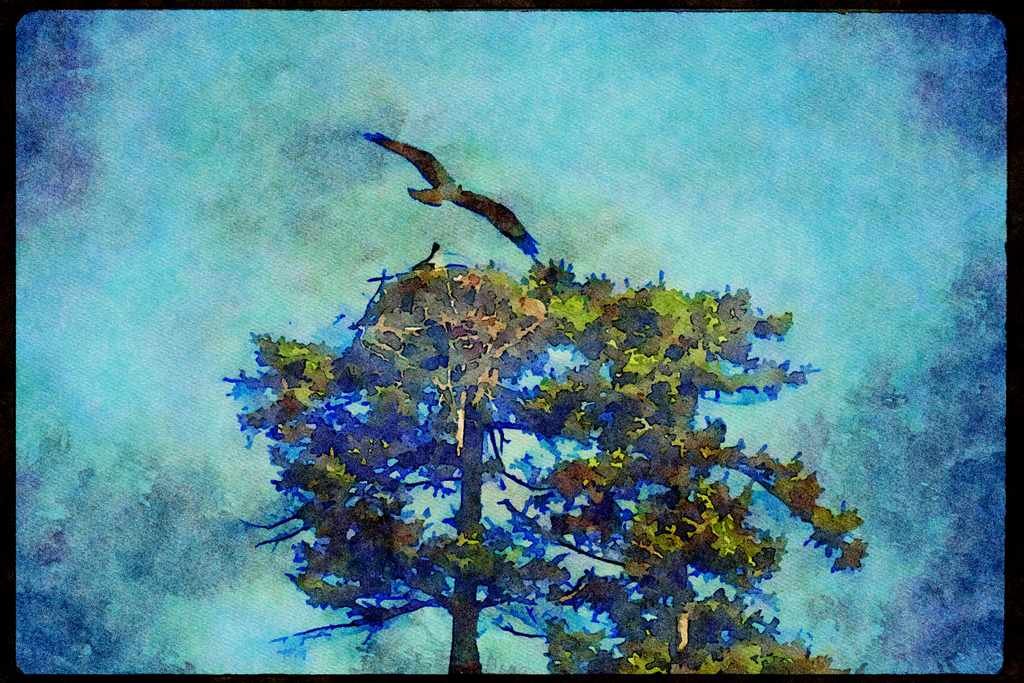Wild Birds 008035 Ospreys, In Flight And In Nest A4 Limited Edition Watercolour Print