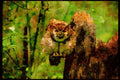 Wild Birds 008036 Great Horned Owl Frontal A4 Limited Edition Watercolour Print