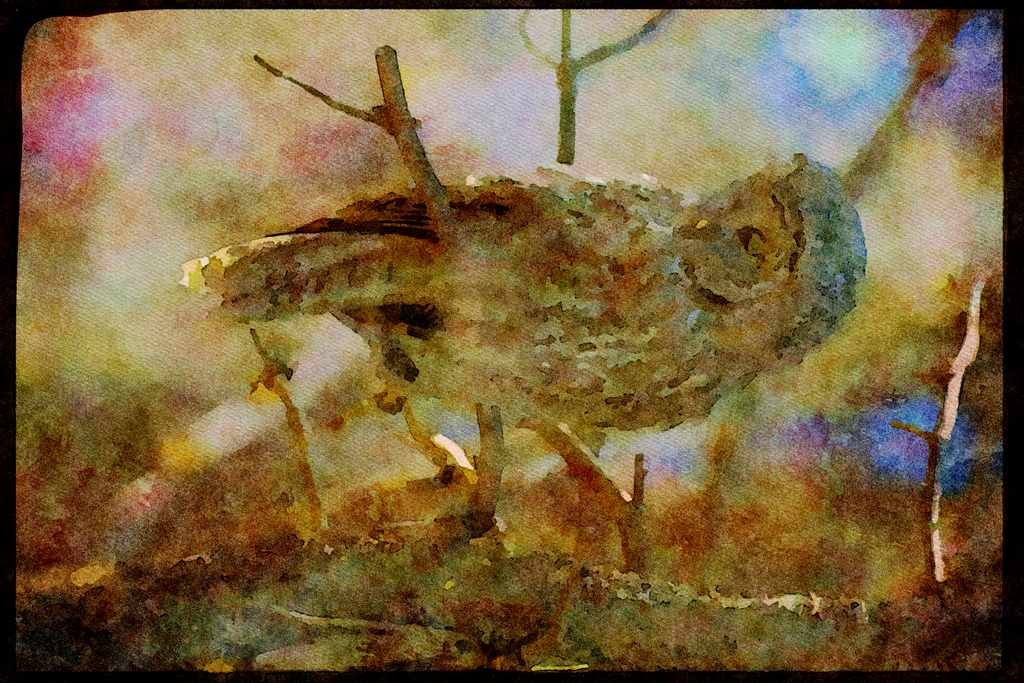 Wild Birds 008037 Great Grey Owl A4 Limited Edition Watercolour Print