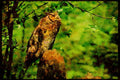 Wild Birds 008038 Great Horned Owl, Right Side A4 Limited Edition Watercolour Print