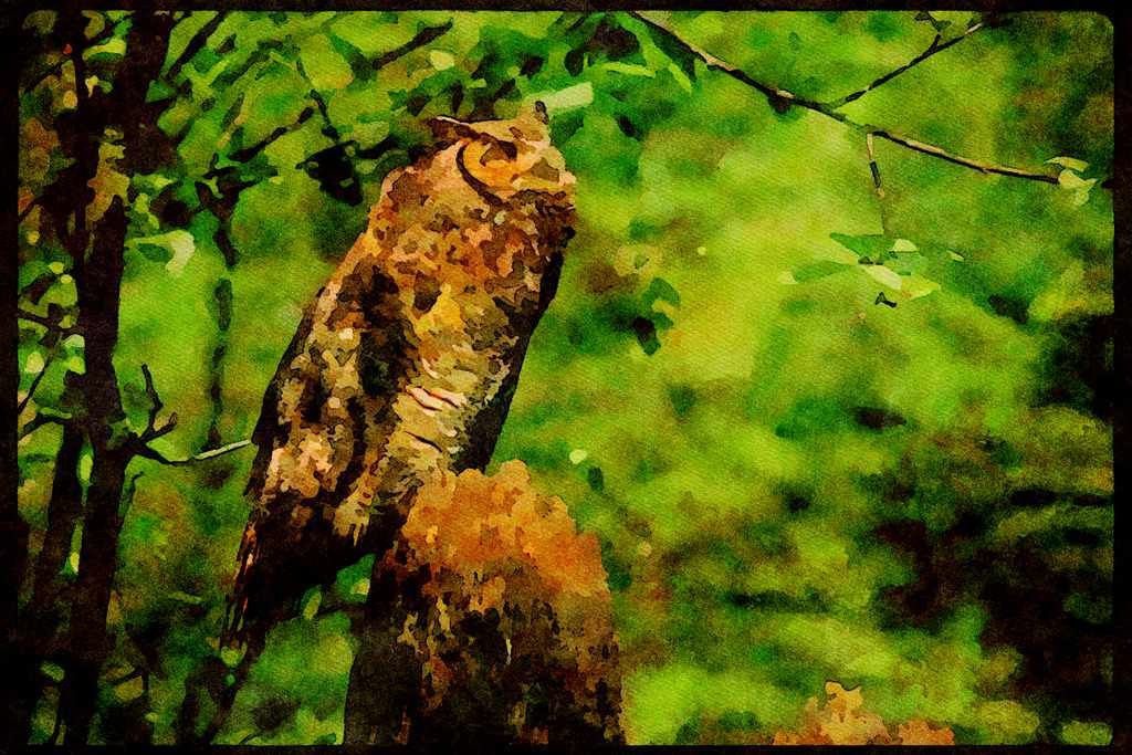 Wild Birds 008038 Great Horned Owl, Right Side A4 Limited Edition Watercolour Print