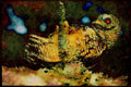 Wild Birds 008039 Spotted Owl A4 Limited Edition Watercolour Print
