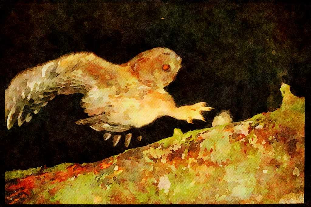 Wild Birds 008040 Spotted Owl Landing On Mouse A4 Limited Edition Watercolour Print