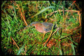 Wild Birds 008041 Green Heron A4 Limited Edition Watercolour Print
