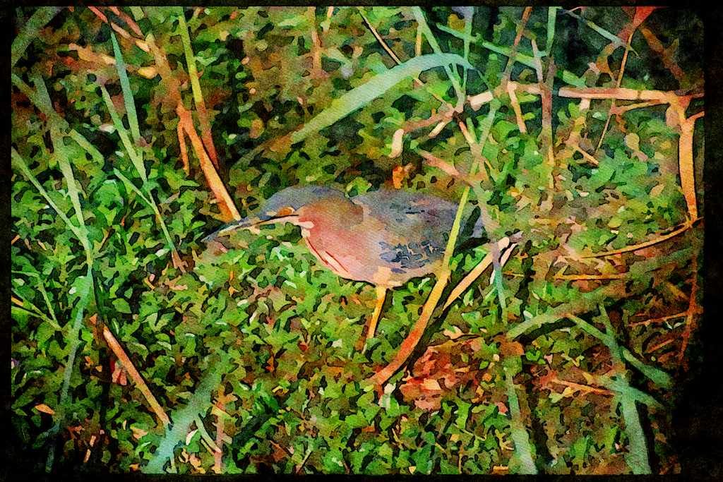 Wild Birds 008041 Green Heron A4 Limited Edition Watercolour Print