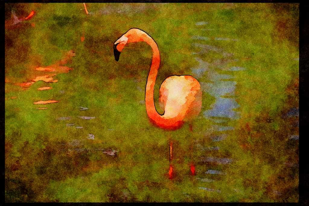 Wild Birds 008042 Pink Flamingo Wading A4 Limited Edition Watercolour Print
