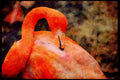 Wild Birds 008044 Pink Flamingo Preening A4 Limited Edition Watercolour Print