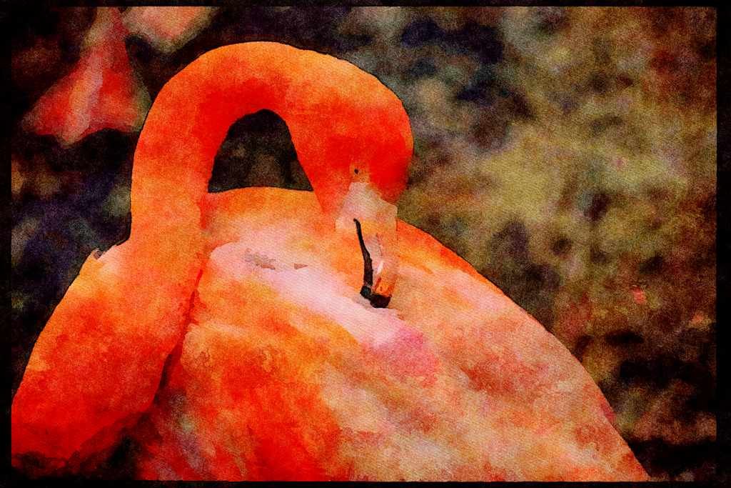 Wild Birds 008044 Pink Flamingo Preening A4 Limited Edition Watercolour Print