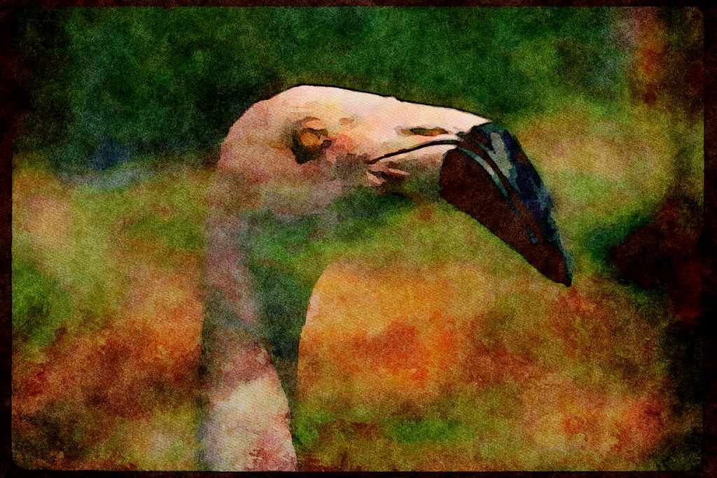 Wild Birds 008046 White Chilian Flamingo A4 Limited Edition Watercolour Print