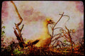Wild Birds 008049 Red footed Booby On Nest A4 Limited Edition Watercolour Print