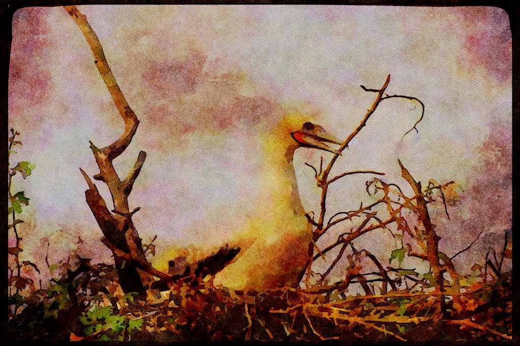 Wild Birds 008049 Red footed Booby On Nest A4 Limited Edition Watercolour Print