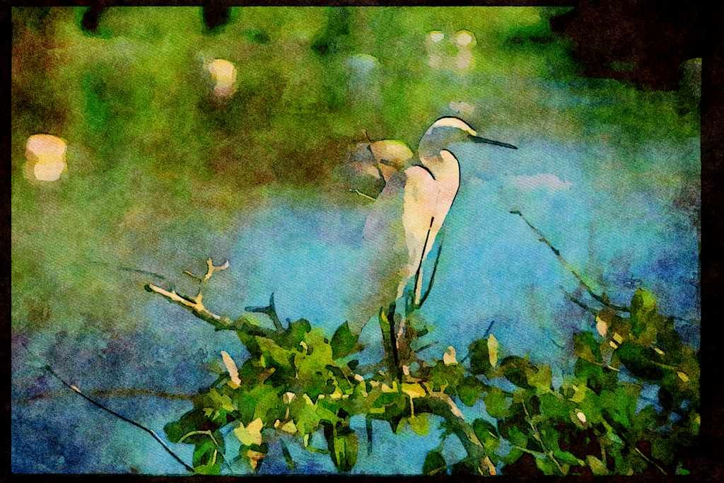 Wild Birds 008050 Snowy Egret In Marsh A4 Limited Edition Watercolour Print
