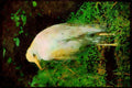 Wild Birds 008051 Cattle Egret A4 Limited Edition Watercolour Print