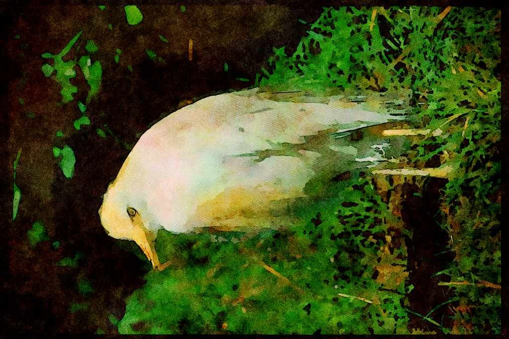 Wild Birds 008051 Cattle Egret A4 Limited Edition Watercolour Print
