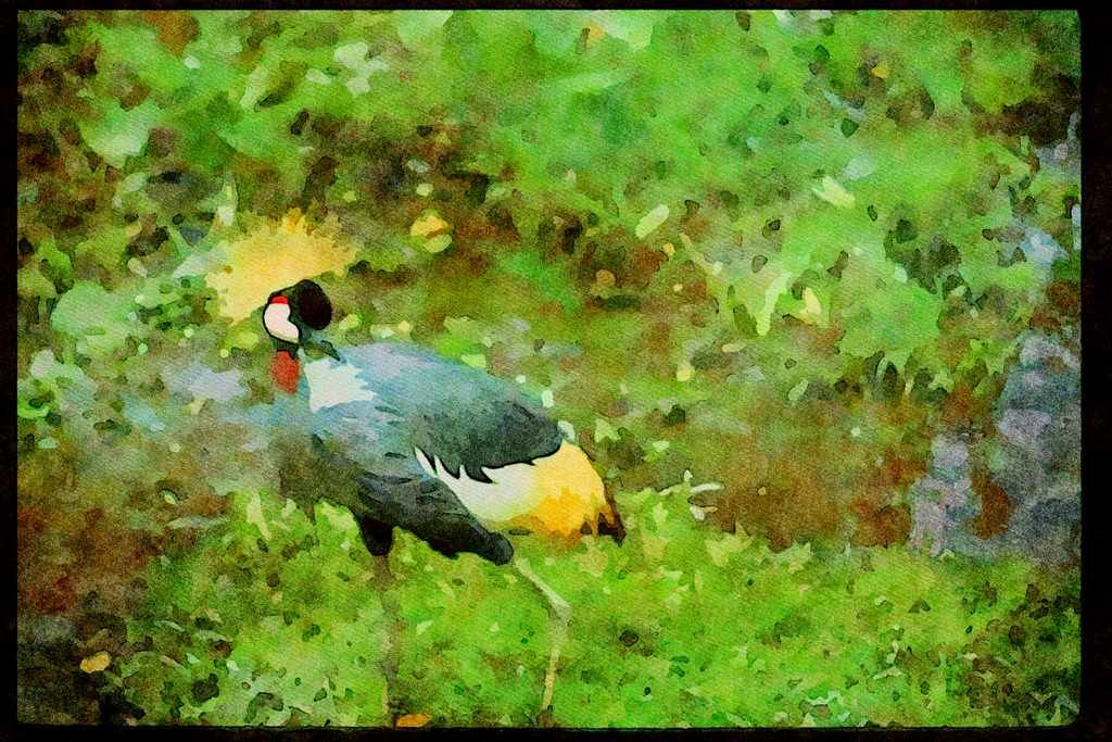 Wild Birds 008052 South African Crowned Crane A4 Limited Edition Watercolour Print