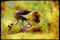 Wild Birds 008054 Crowned Crane A4 Limited Edition Watercolour Print