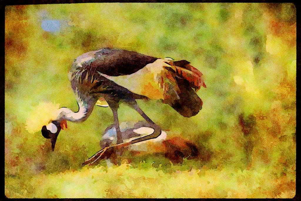 Wild Birds 008054 Crowned Crane A4 Limited Edition Watercolour Print