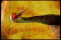 Wild Birds 008055 Sandhill Crane Close Up A4 Limited Edition Watercolour Print